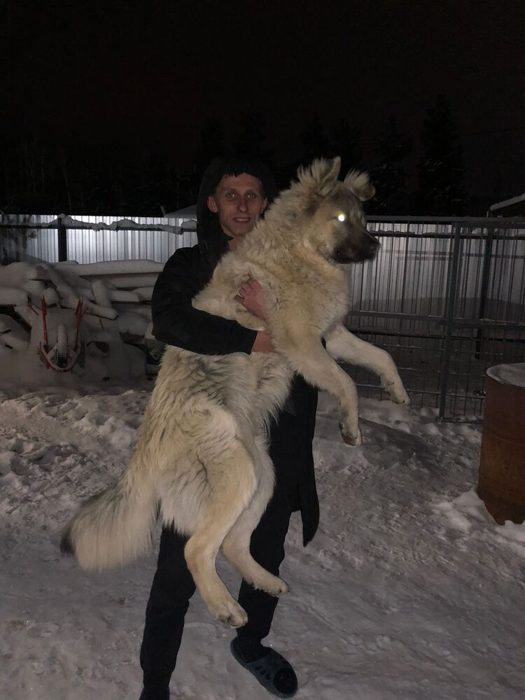 ���� 31170982 ����� �������, 25 ���, ���� ���������� � �������������