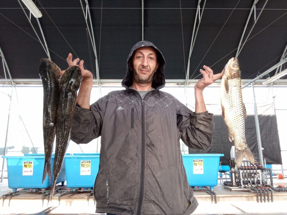 ���������� ����, ���� ������� Kamil, 50 ���, ������������ ��� ������, ����� � ���������, c�������� ���������