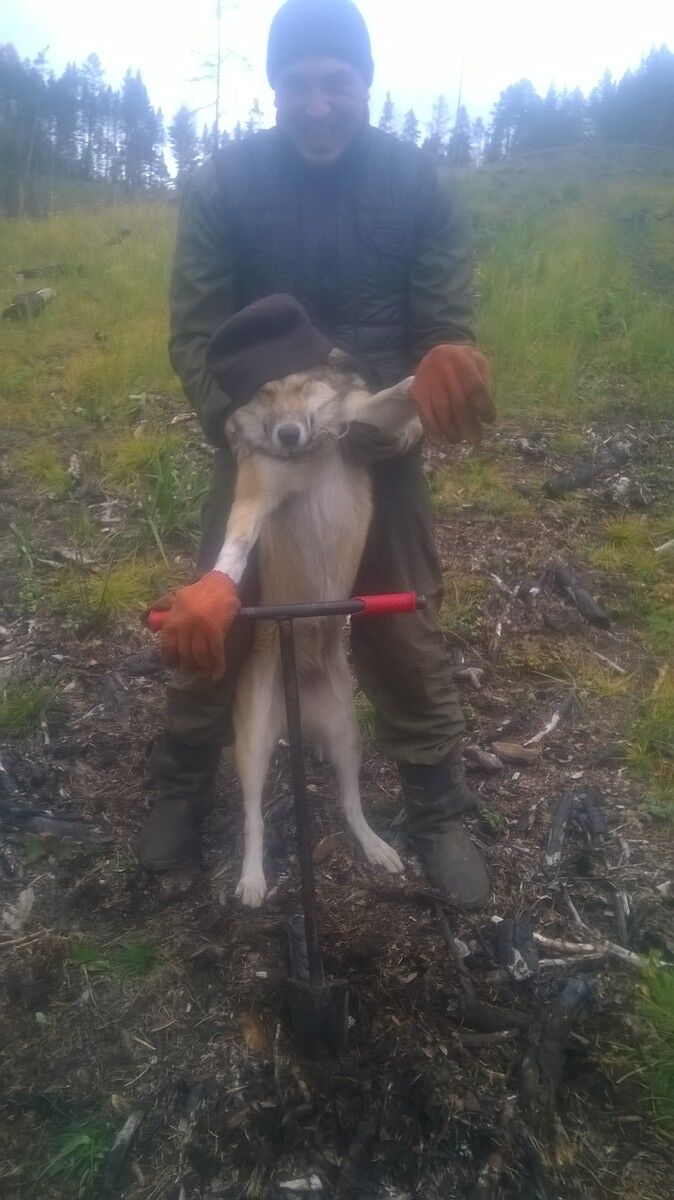 ���� 10553012 ������� �����, 34 ����, ���� ���������� � ����������