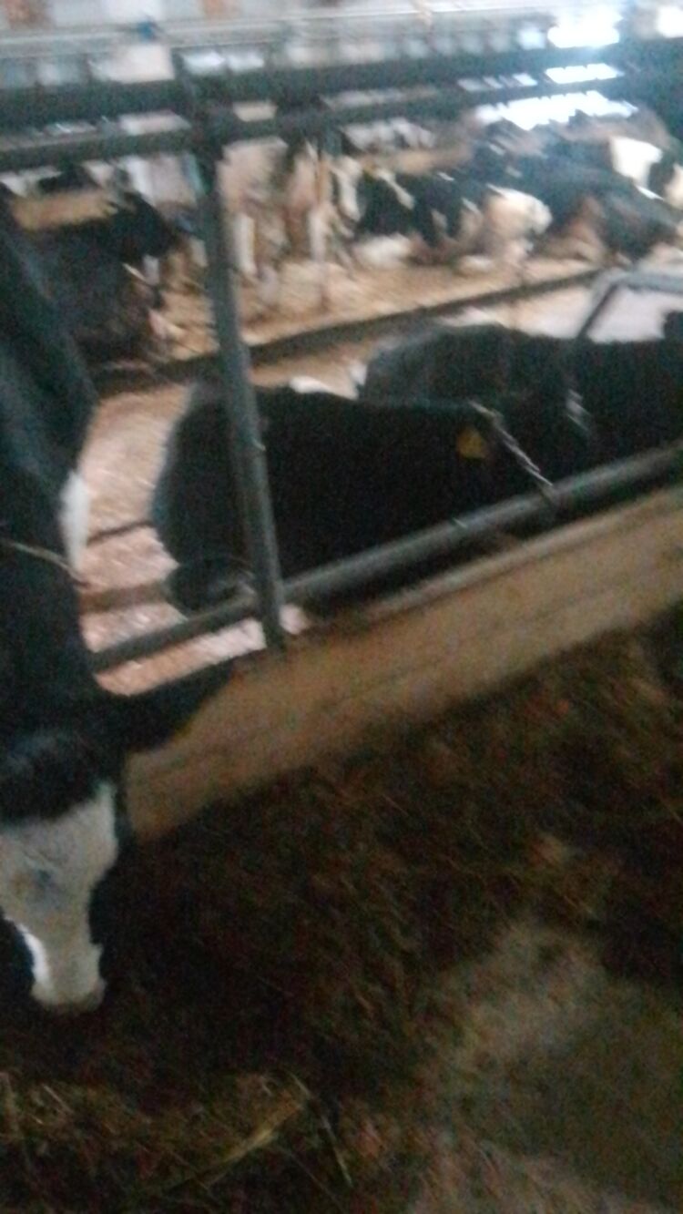 ���������� ������, ���� ������� �������, 44 ����, ������������ ��� ������, ����� � ���������