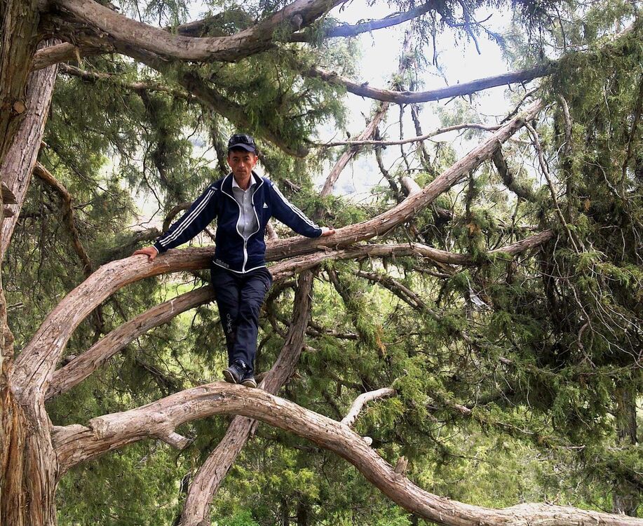 ���������� �������, ���� ������� TOLIBJON, 42 ����, ������������ ��� ������, ����� � ���������, c�������� ���������