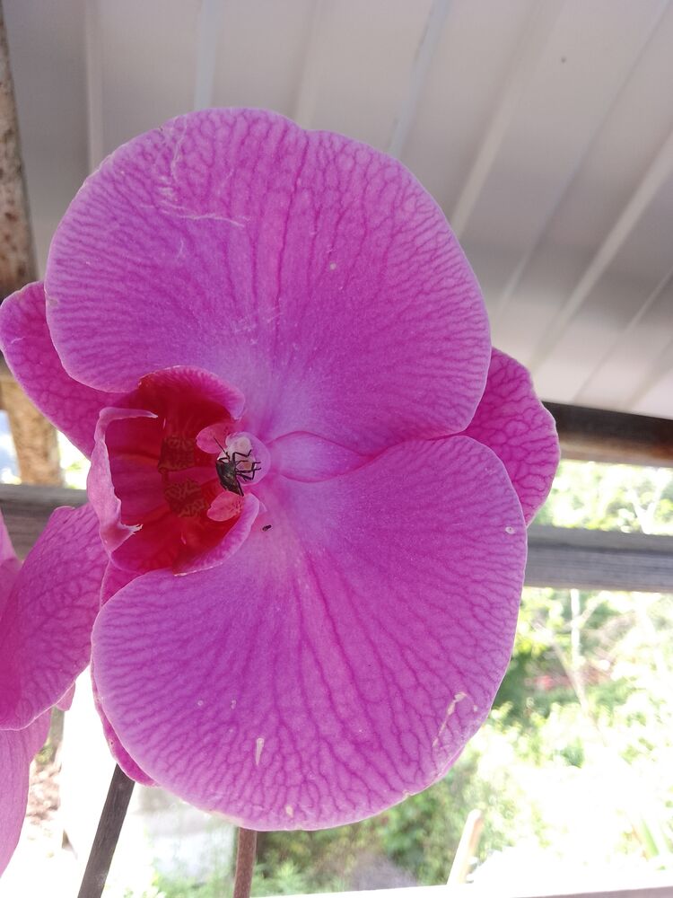 ���������� ������, ���� ������� ����, 55 ���, ������������ ��� ������, ����� � ���������