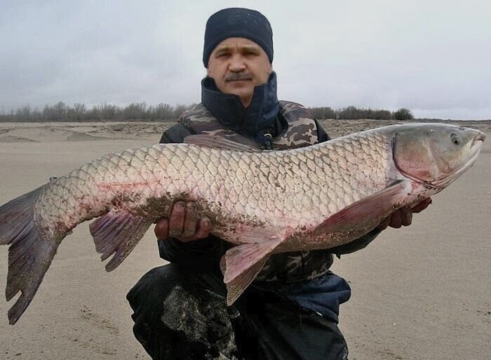  ,   Sergei, 61 ,   ,   , 