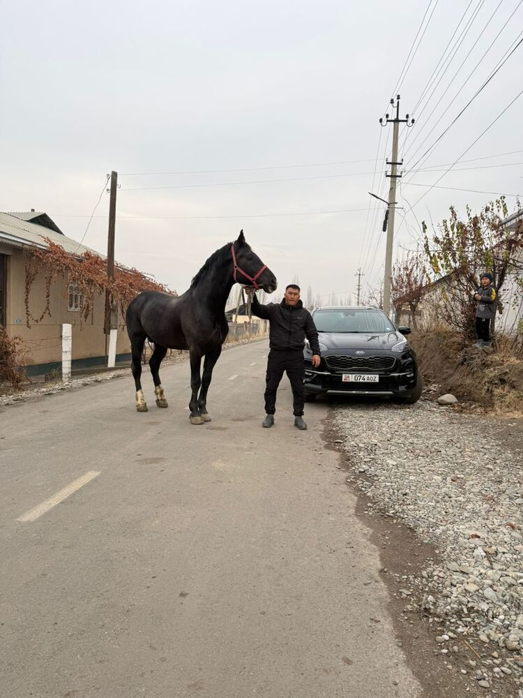 ���������� ���������, ���� ������� ���, 38 ���, ������������ ��� ������, ����� � ���������