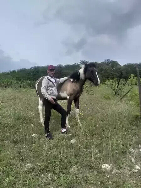 ���������� ����, ���� ������� ����, 37 ���, ������������ ��� ������, ����� � ���������, c�������� ���������