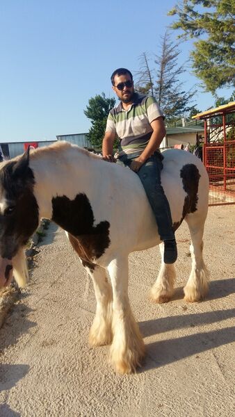  ,   Ahmet, 39 ,   ,   , c 