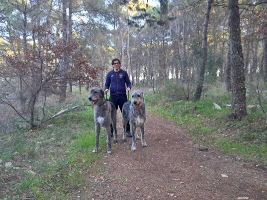  Santeramo in Colle,   , 41 ,     , c 