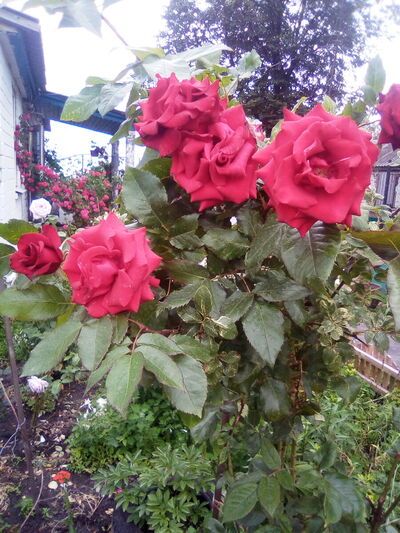  ,   , 43 ,   ,   , c 