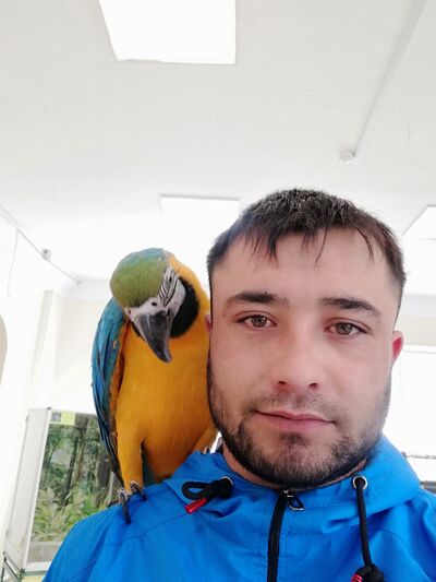  ,   Avaz, 31 ,   ,   