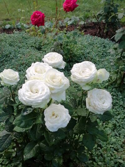  ,   , 55 ,   ,   , c , 