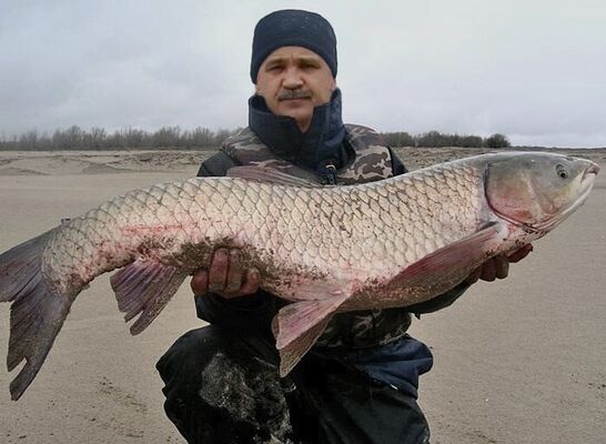  ,   Sergei, 62 ,   ,   , 