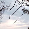   Demyan